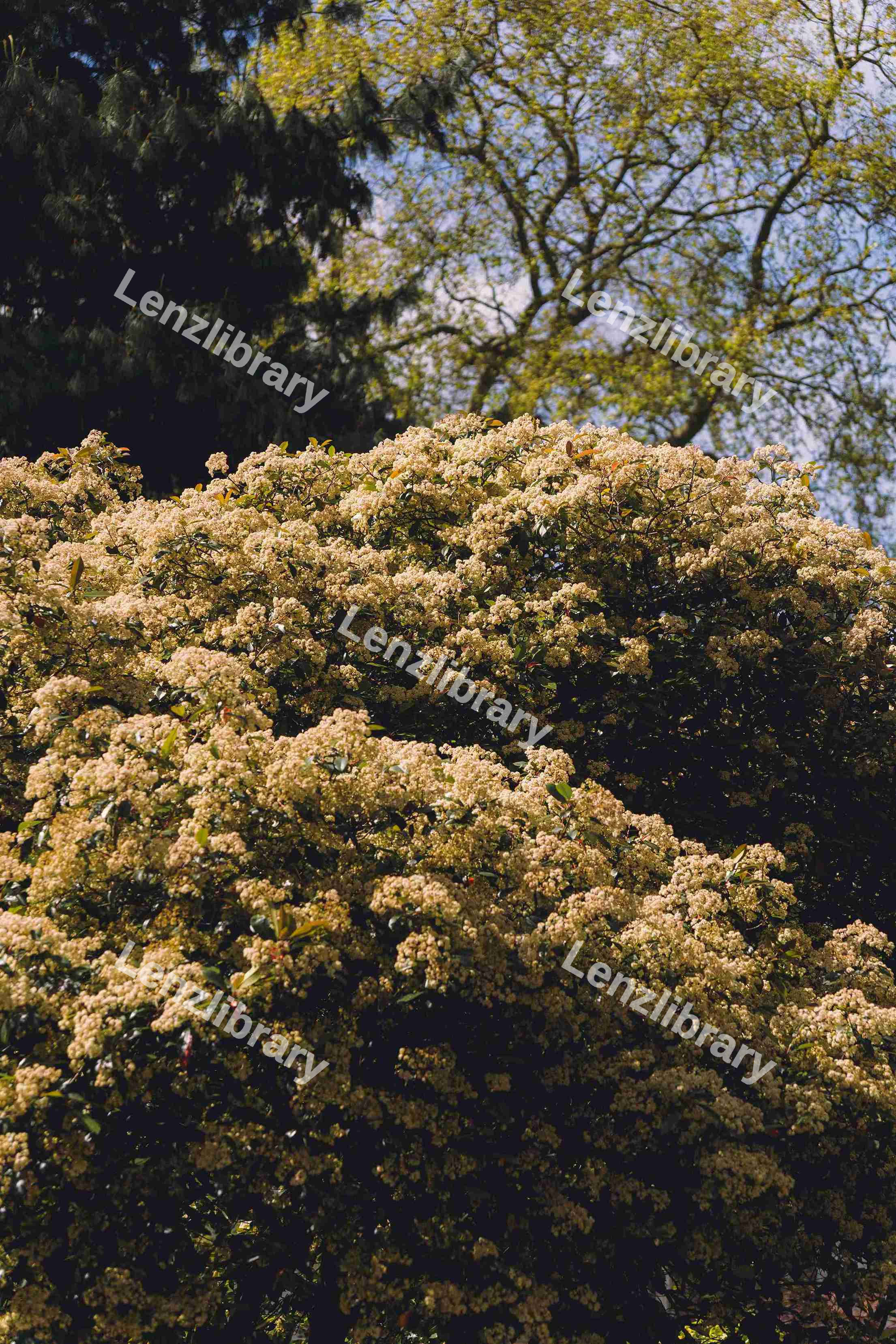 Close Up Of A Blossoming Tree